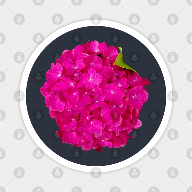 Pink Hydrangea Floral Photo Cutout Magnet by ellenhenryart